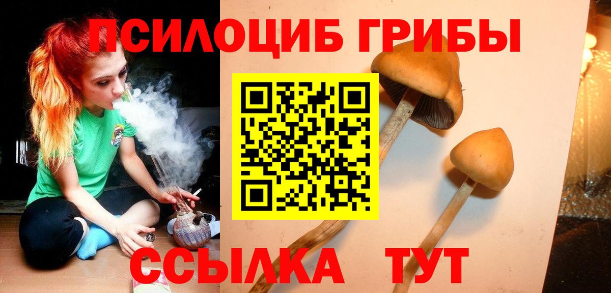 Галлюциногенные грибы Psilocybe Кисловодск